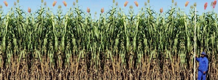 South African Sweet Sorghum (AS251Mod a)