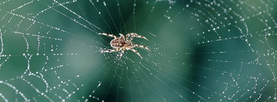 Expanding our web