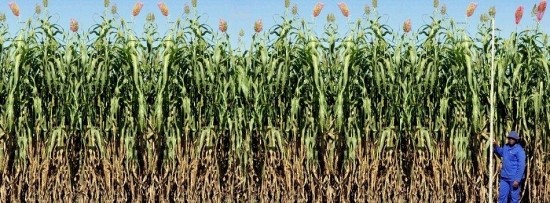 Sweet Sorghum for µ-BioRefinery™